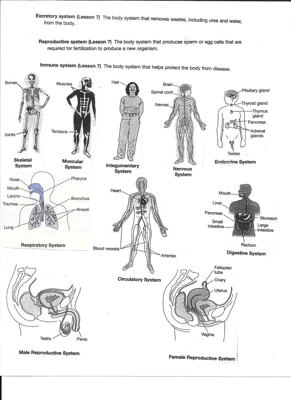 Major Organ Systems